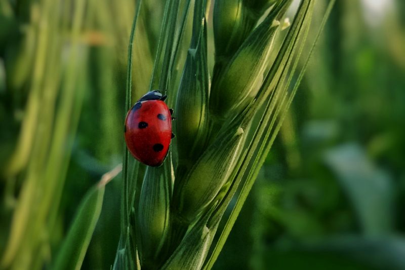 Le Greenwashing sur la biodiversité en hausse - Photo de Rafay Ansari sur Unsplash