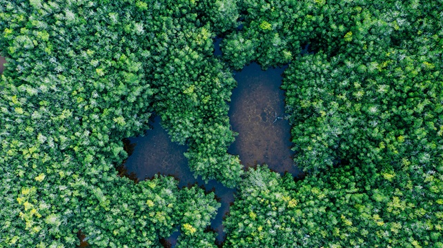 Le marché des crédits biodiversité est entré dans une phase de consolidation. @Photo de Kelly pour Pexels