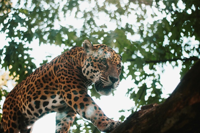 Le Parc National de la Sierra del Divisor, au Pérou, contient un très haut niveau de biodiversité avec plus de 3 000 espèces notables dont certaines sont menacées d’extinction, comme le jaguar. Photo de Molnár Tamás Photography™